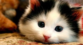 Report: Some cats more expensive to insure than others