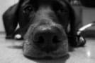 ASPCA offers Thanksgiving tips for pet owners