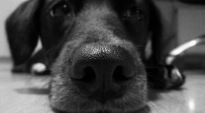 ASPCA offers Thanksgiving tips for pet owners