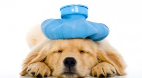 Dog breeds with the highest number of pet insurance cancer claims