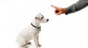 If your new dog is a biter should you increase coverage on your home?