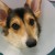 12 animals vying for most unusual pet insurance claim